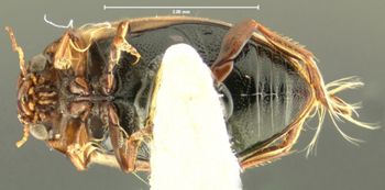 Media type: image;   Entomology 15948 Aspect: habitus ventral view